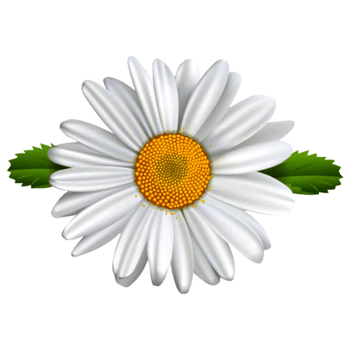 common-daisy png transparent, daisy flower, pictures of daisies, purple daisy flower, when do daisies bloom,