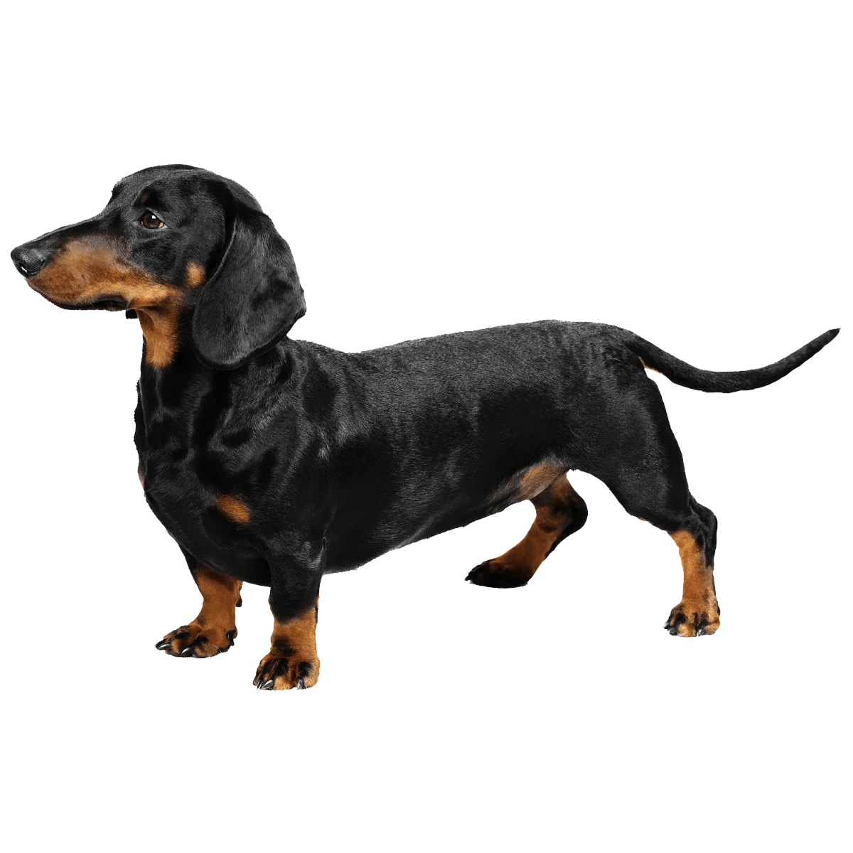 dachshund dog png transparent free hd download
