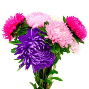 aster-flower-png-transparent-01